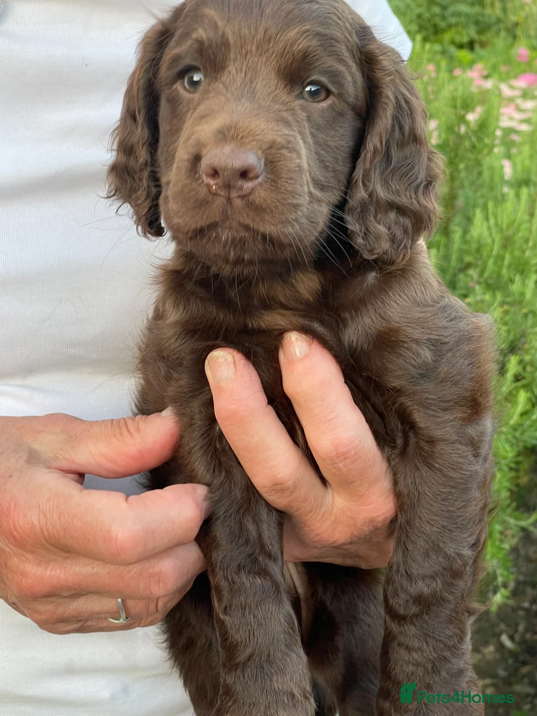 Cocker Spaniel dogs for sale: Super Chocolate Cocker Spaniel dog puppies  - Advert 1