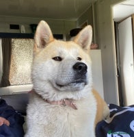 Akita dogs Akita - Advert 3