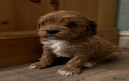 Cavapoo dogs for sale: Gorgeous Cavapoo's - Image 8