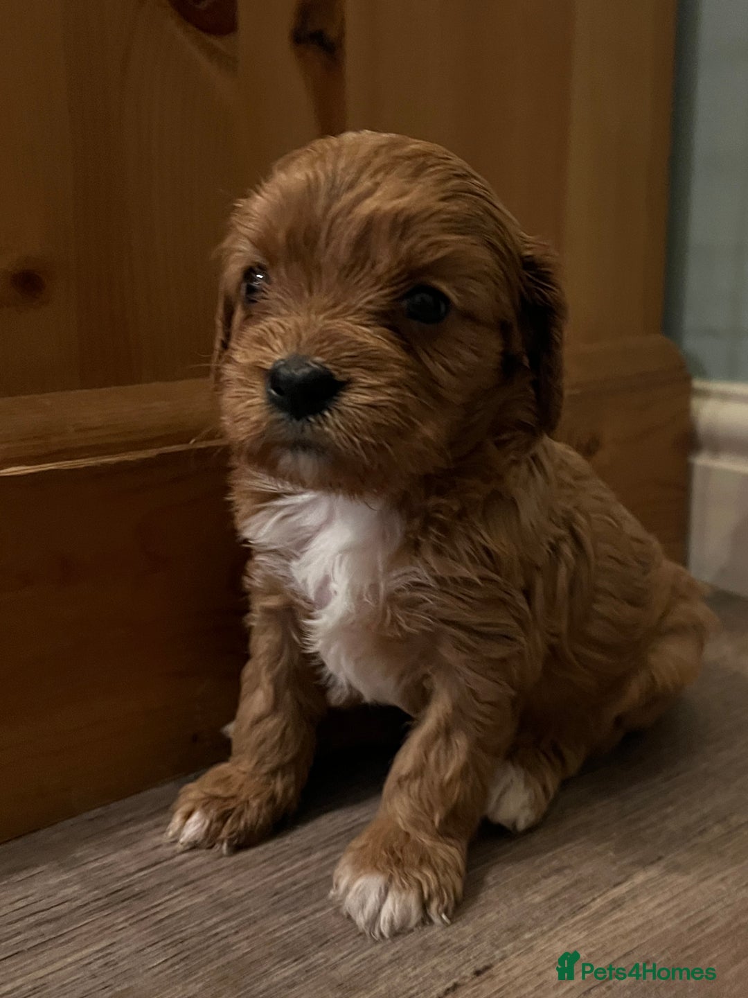 Cavapoo dogs for sale: Gorgeous Cavapoo's - Image 8