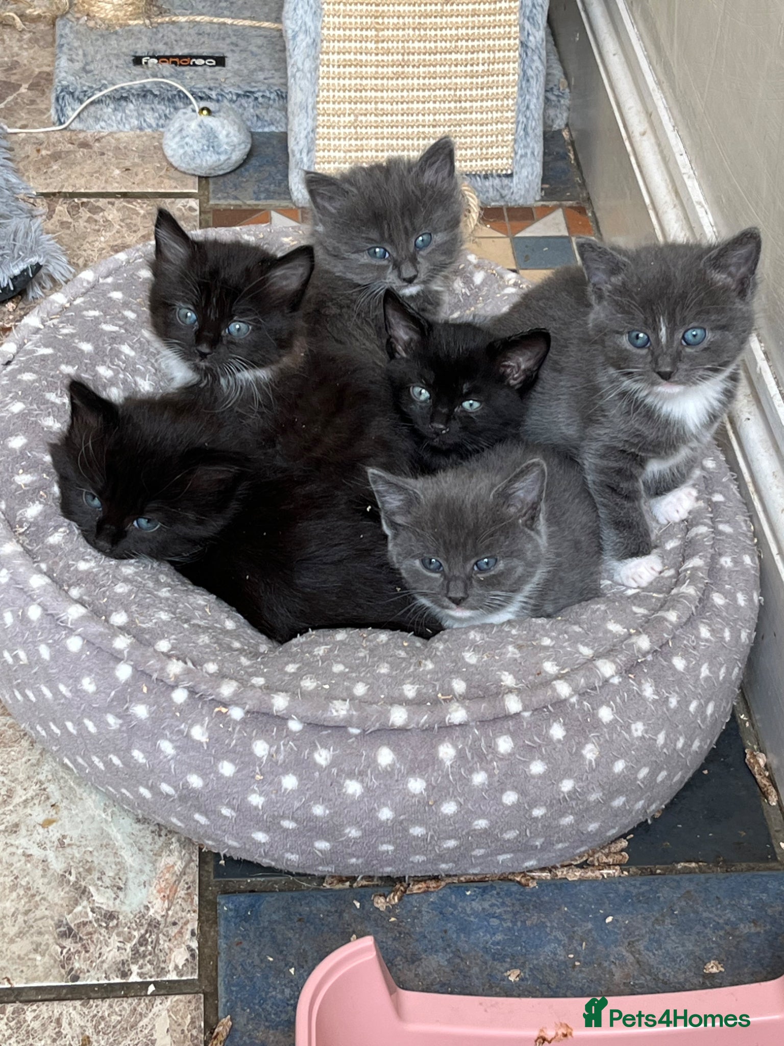 Mixed Breed cats beautiful & friendly long haired and shorthaired  - Advert 2