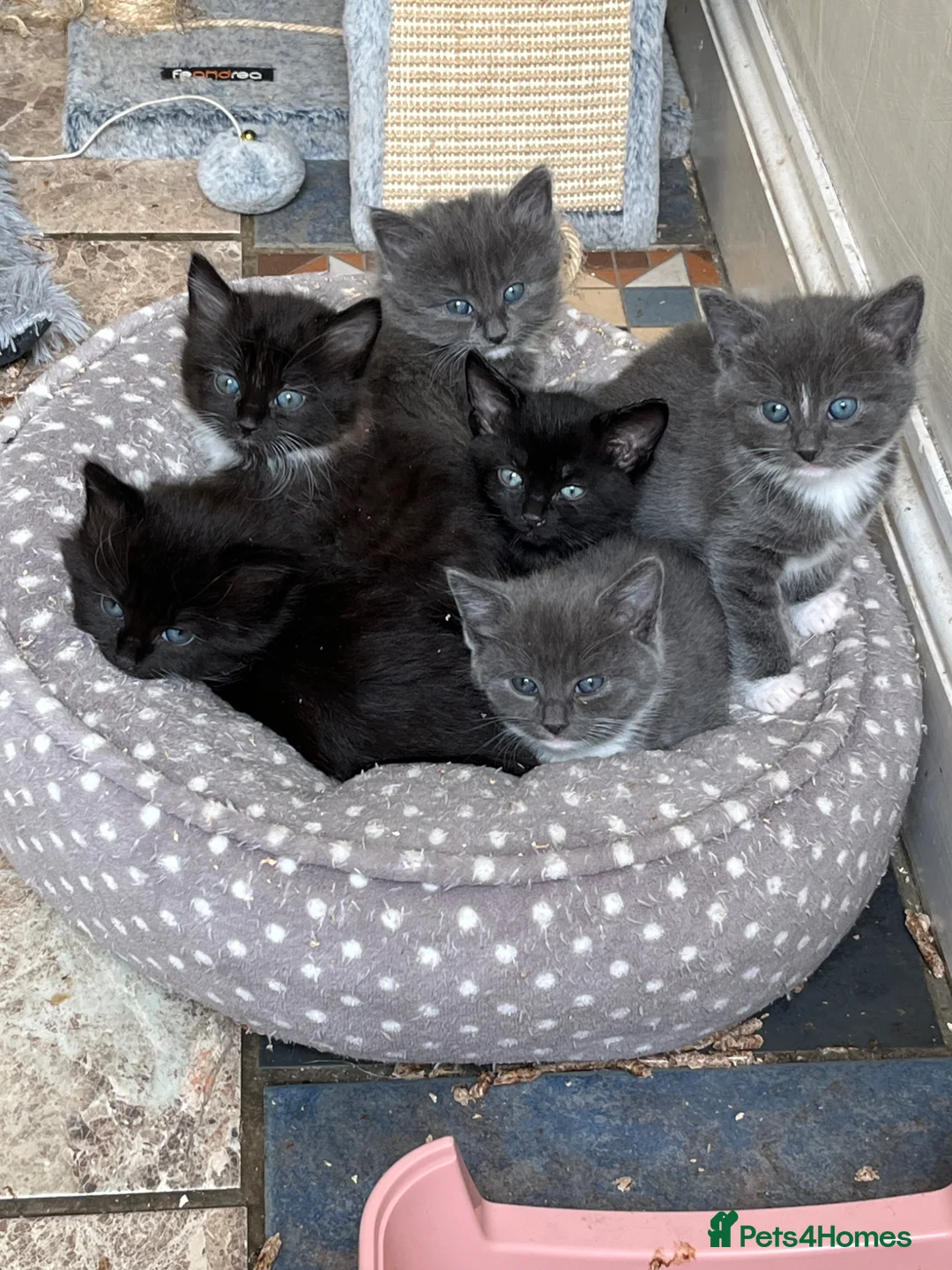 Mixed Breed cats for sale: beautiful & friendly long haired and shorthaired  - Advert 2
