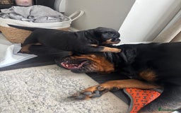 Rottweiler dogs for sale: Pure breed  KING ROTTWEILER (1 female) - Image 2