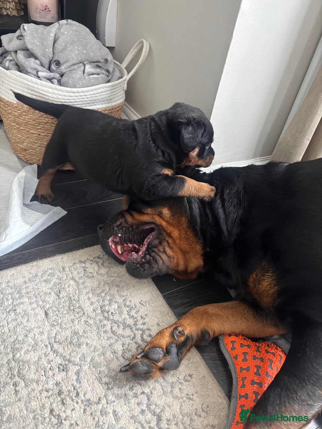Rottweiler dogs for sale: Pure breed  KING ROTTWEILER (1 female) - Image 2
