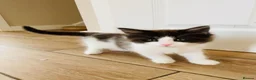 Turkish Van cats for sale: Stunning Turkish van mix READY NOW - Advert 22
