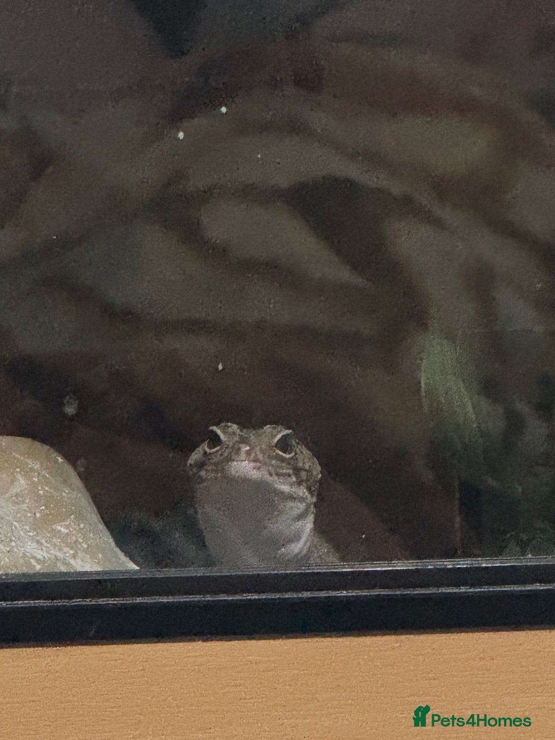 Leopard Gecko reptiles for sale: Pebbles - male leopard gecko - Advert 1