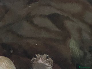 Leopard Gecko reptiles Pebbles - male leopard gecko - Advert 1