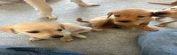 Labrador Retriever dogs for sale: Stunning yellow (light - fox red) labrador puppies - Advert 4