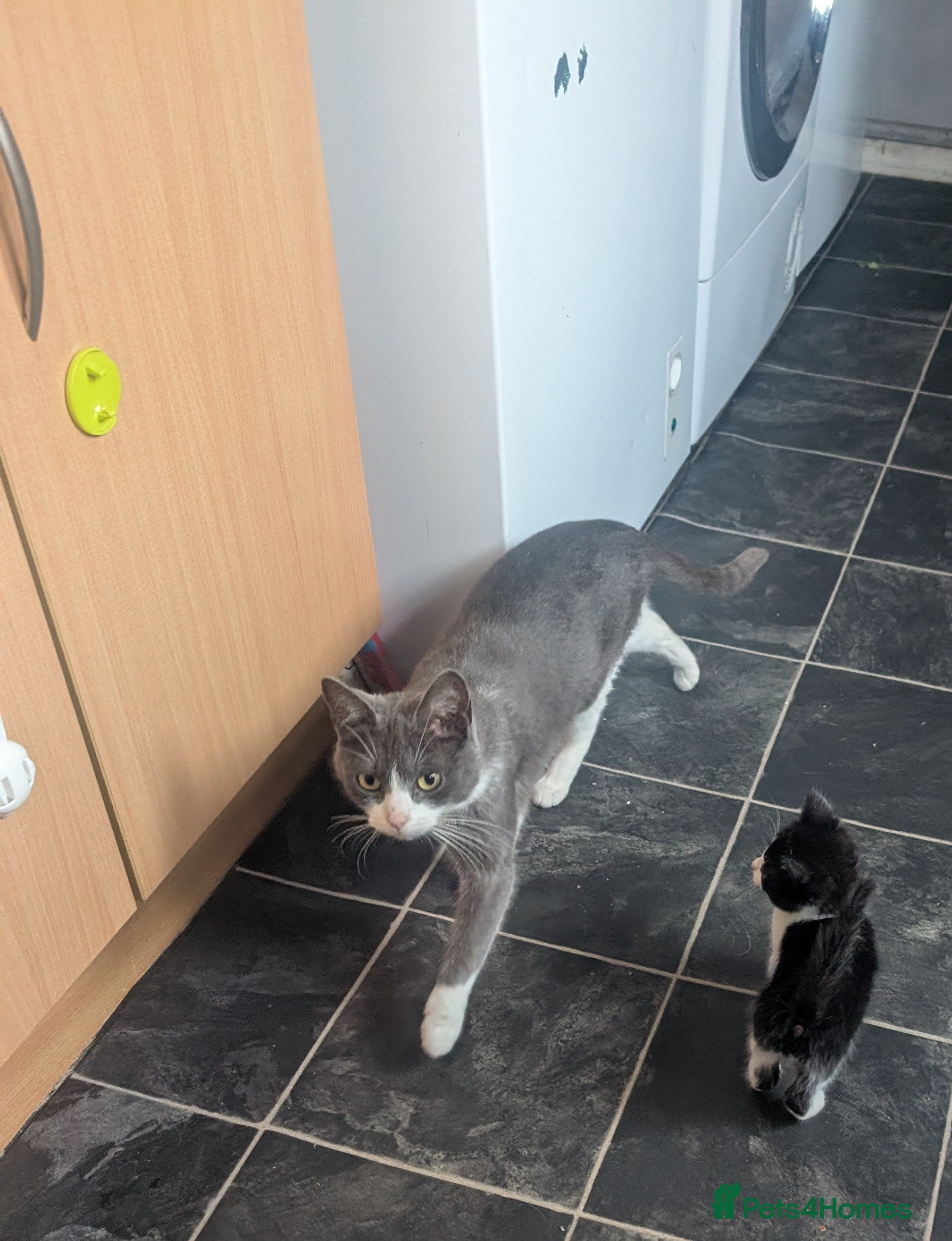 Mixed Breed cats Last boy - Advert 16