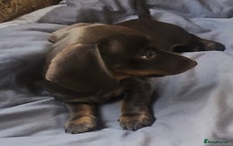 Dachshund dogs for sale: Miniture smooth haired dachshund - Image 12