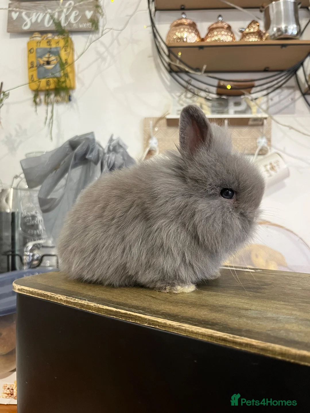 Mini Lion Lop rabbits for sale:  Beautiful Mini Lion Lop Bunnies  - Advert 2