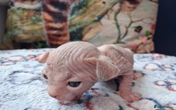 Sphynx cats for sale: Sphynx Kittens - Image 7