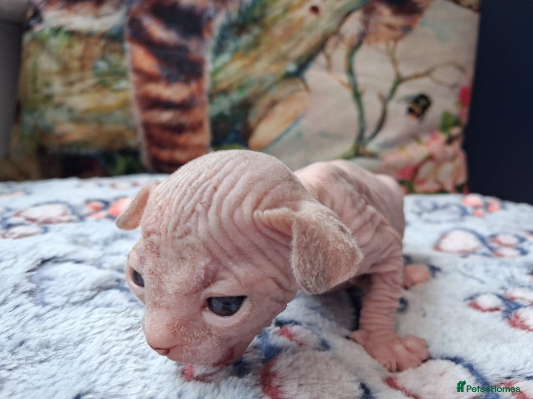 Sphynx cats for sale: Sphynx Kittens - Image 7