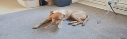 Labrador Retriever dogs for sale:  Wonderful KC registered Fox Red Labrador Puppy - Advert 9