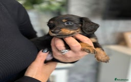 Dachshund dogs for sale: Miniature long hair dachshunds - Image 10