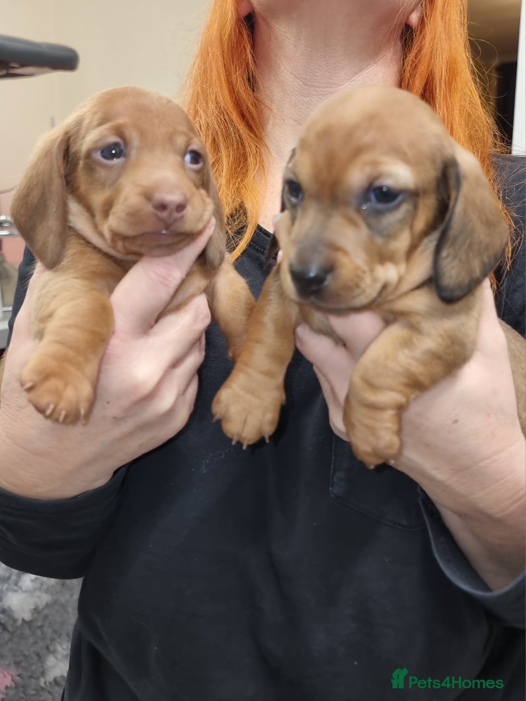 Miniature Dachshund dogs for sale: Beautiful  miniature  dachshund puppies for sale - Advert 14