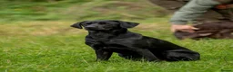 Labrador Retriever dogs for sale: 2 stunning kc registered puppies - Advert 4