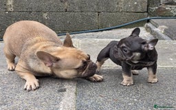 French Bulldog dogs for sale: Male french bulldog - Image 6