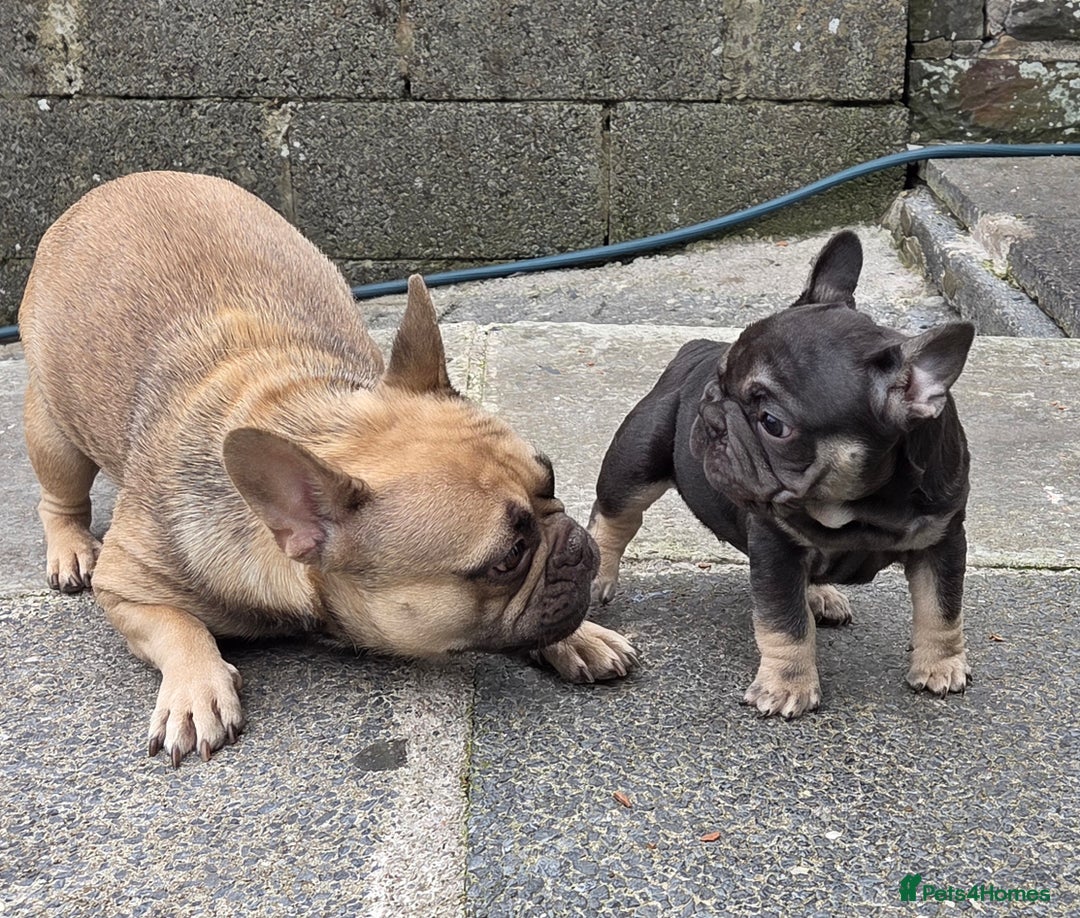 French Bulldog dogs for sale: Male french bulldog - Image 6