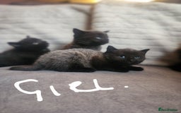 British Shorthair cats for sale: 5 beautiful british shorthair kittens - Image 5
