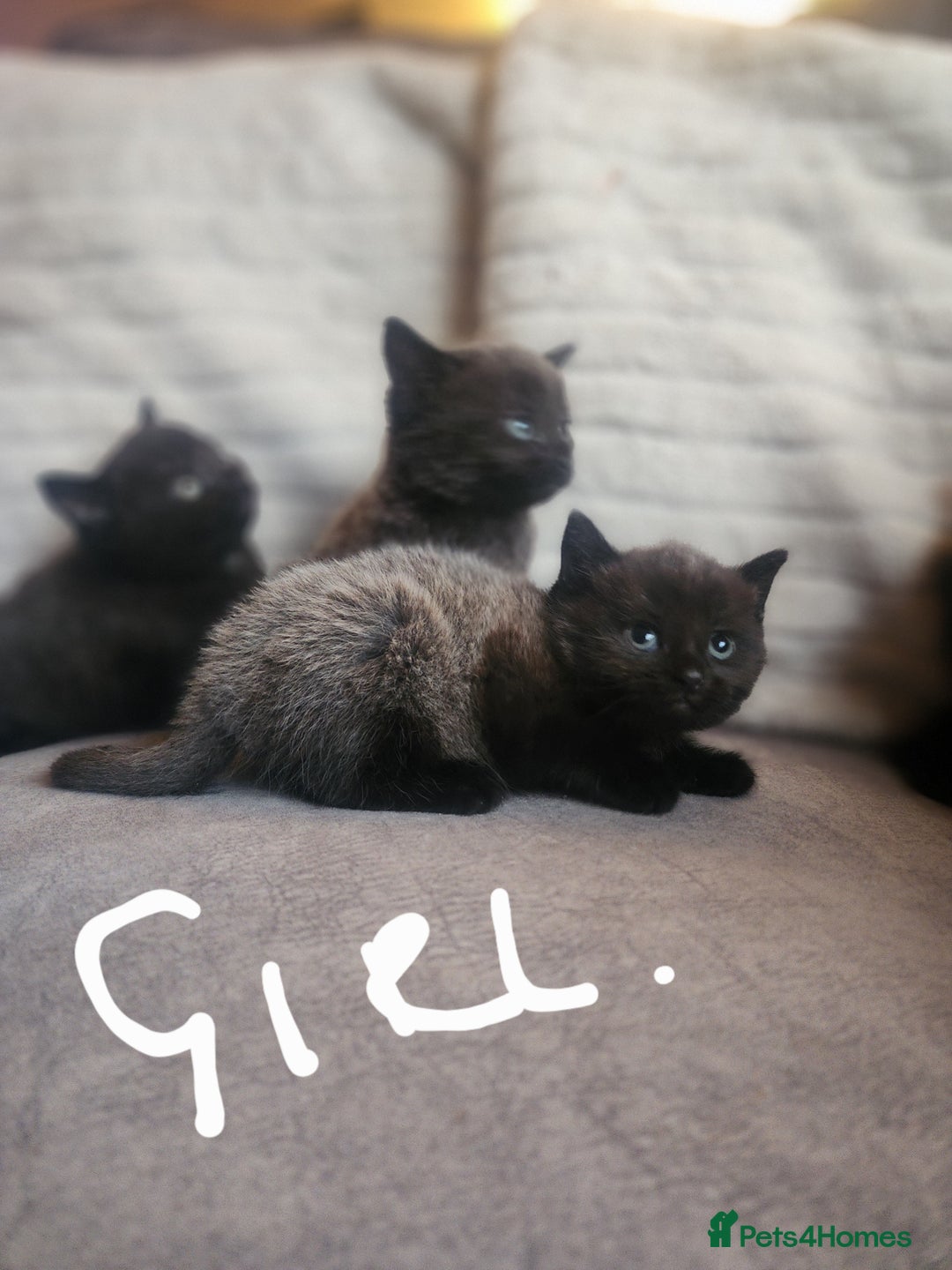 British Shorthair cats for sale: 5 beautiful british shorthair kittens - Image 5