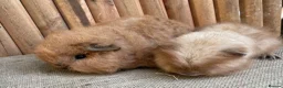 Guinea Pig rodents for sale: Swiss teddy babies  - Advert 4