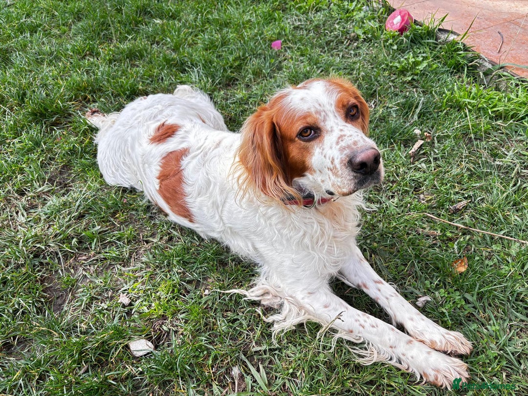 Brittany Spaniel dogs for adoption: Ronnie, 3-year old Brittany male - Advert 2