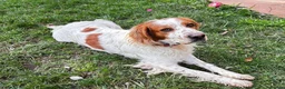 Brittany Spaniel dogs for adoption: Ronnie, 3-year old Brittany male - Advert 7