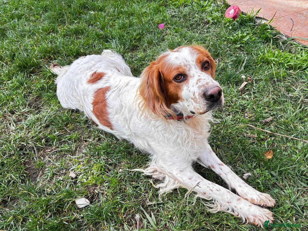 Brittany Spaniel dogs for adoption: Ronnie, 3-year old Brittany male - Advert 2