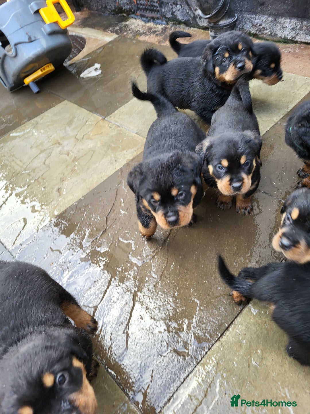 Rottweiler dogs for sale: Rotty pupps for sale 13 ( 6 girl 6 boy) left - Advert 3