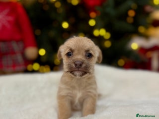 Jack Russell dogs Much Wenlock Jack Russell Pups - Advert 6