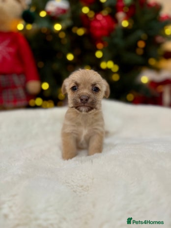 Jack Russell dogs Much Wenlock Jack Russell Pups - Advert 2