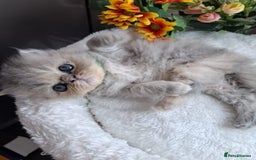 Persian cats for sale: Persian Kittens looking for their forever homes - Image 6