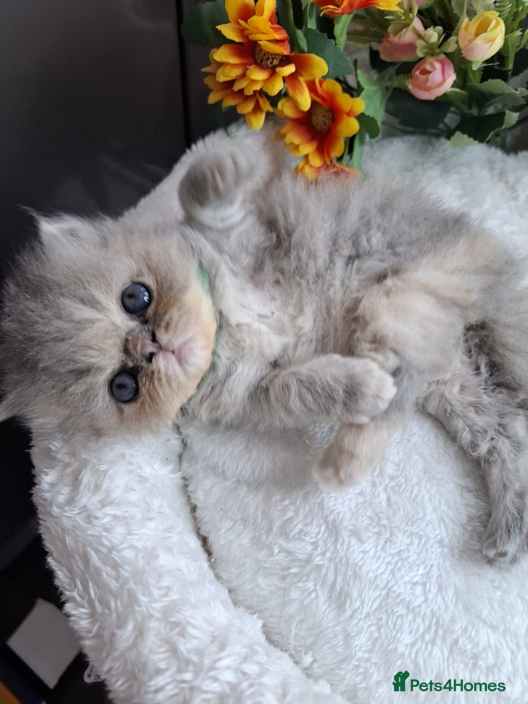 Persian cats for sale: Persian Kittens looking for their forever homes - Image 6