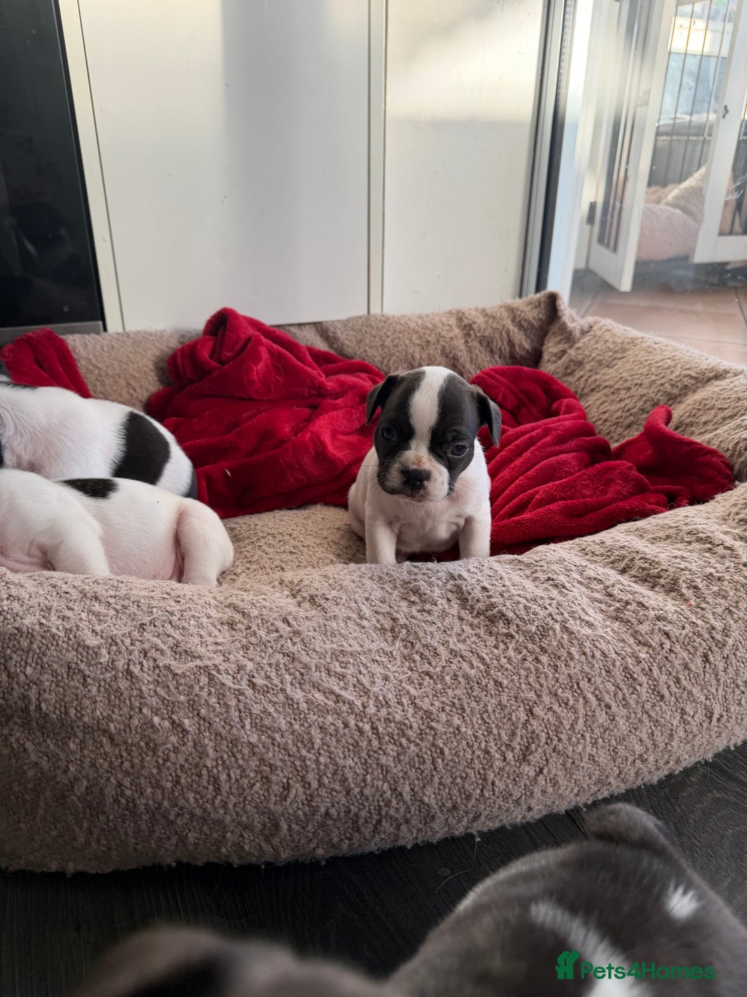French Bulldog dogs for sale: Puppys  - Advert 9