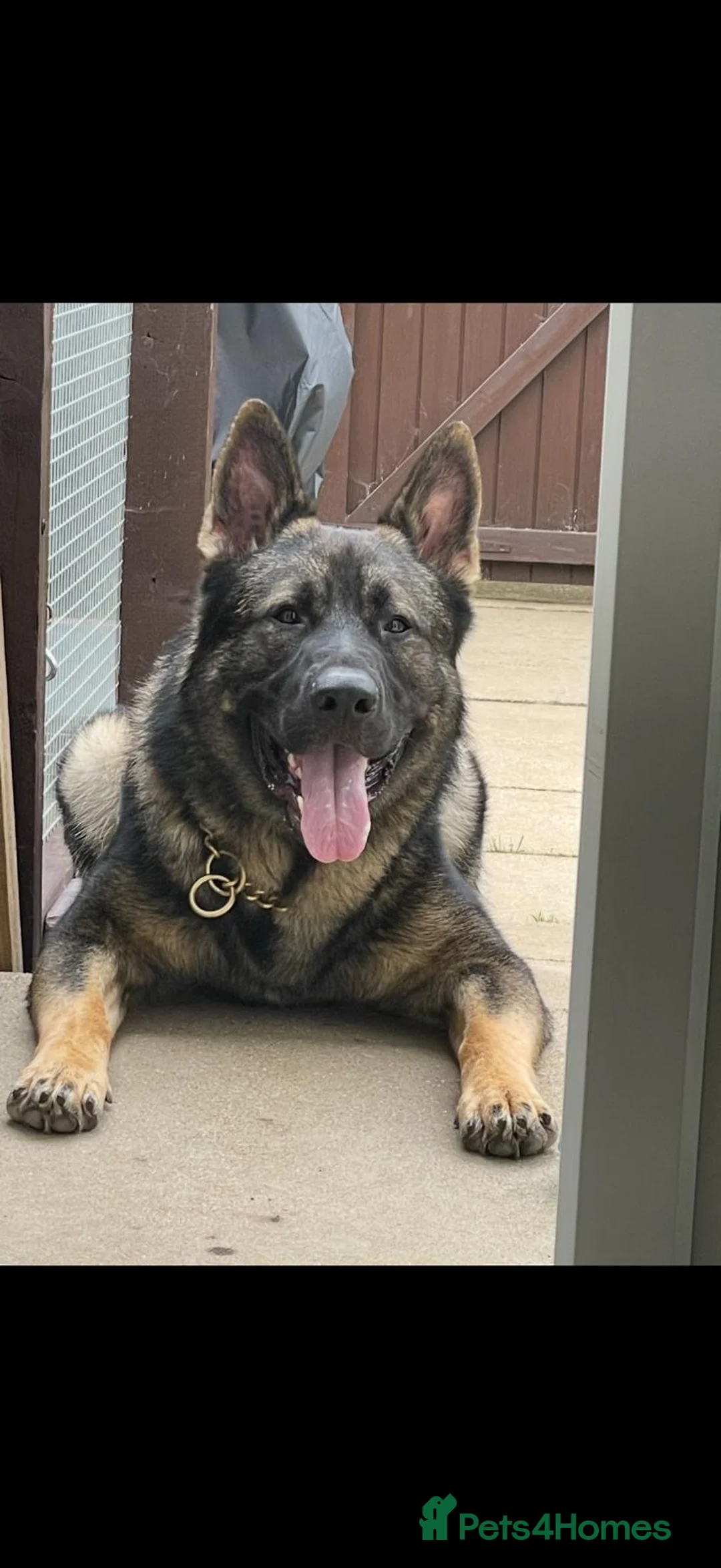 German Shepherd dogs for stud: Working line German shepherd for stud  - Advert 1