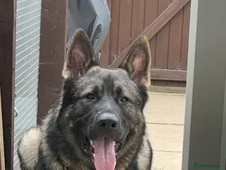 German Shepherd dogs Working line German shepherd for stud - Advert 1