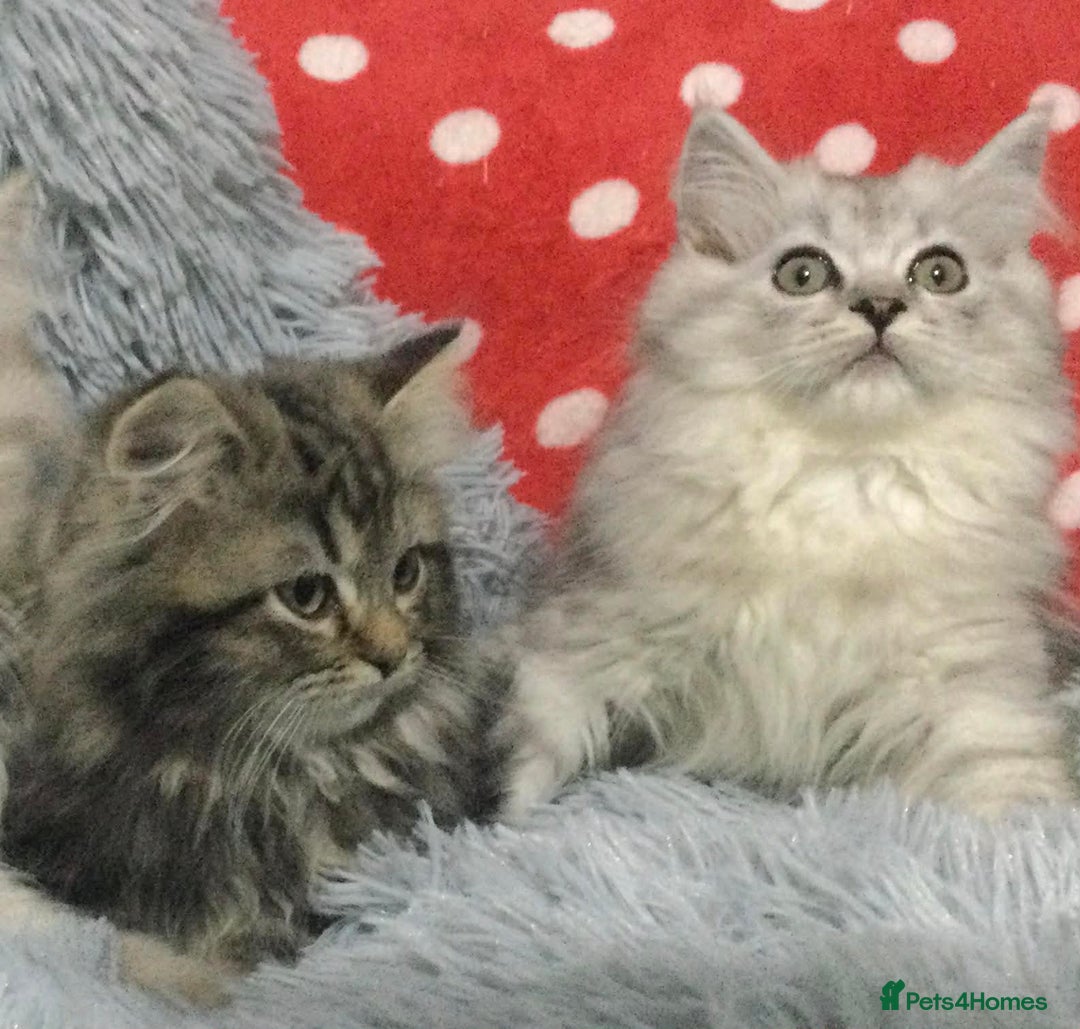 Persian cats for sale: Persian kittens - Advert 1