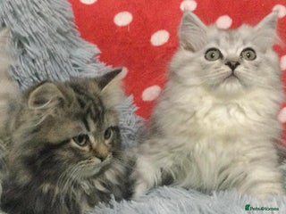 Persian cats Persian kittens - Advert 1
