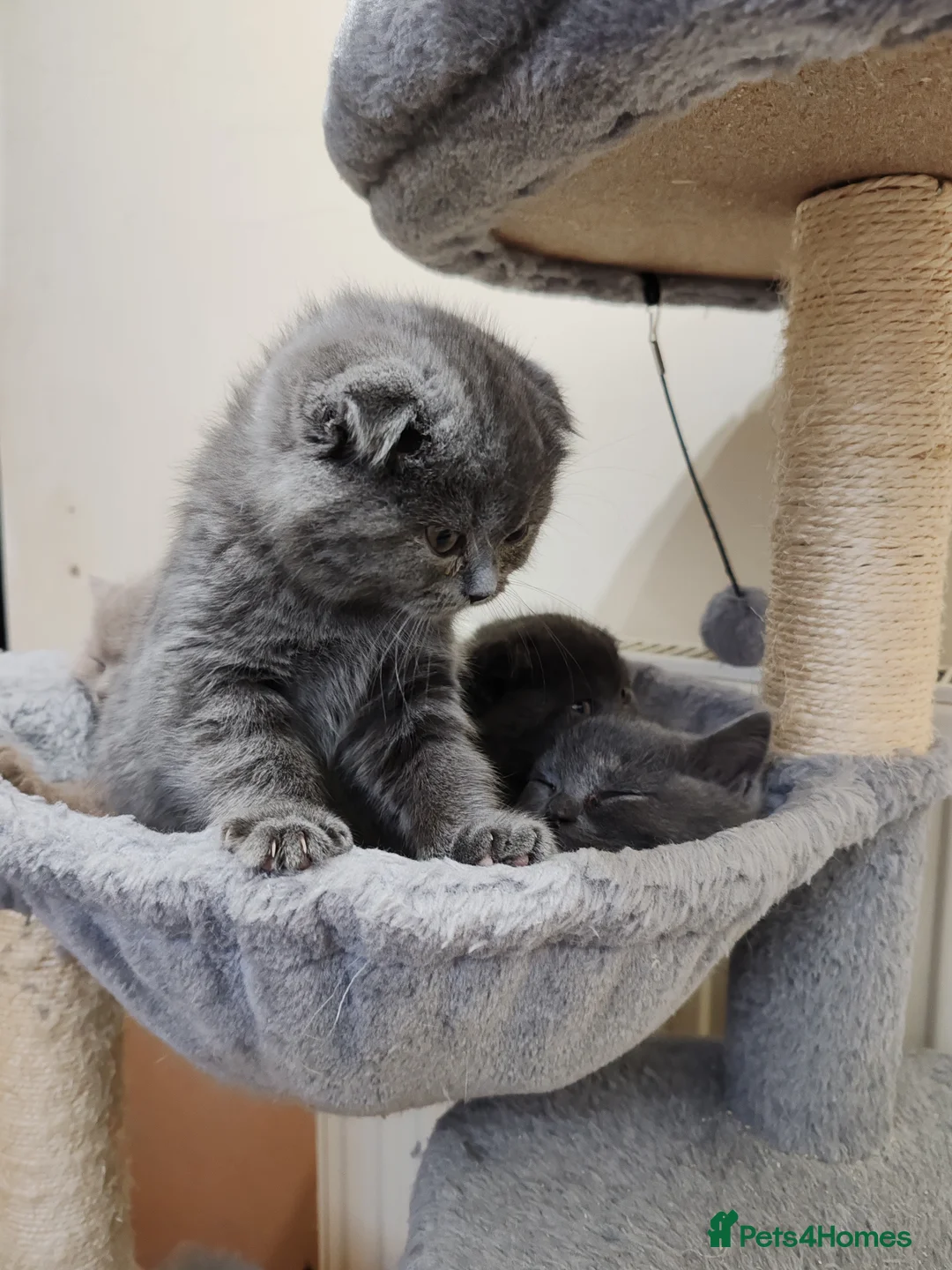 Scottish Fold cats for sale: Adorable Scottish Fold kittens - Advert 12