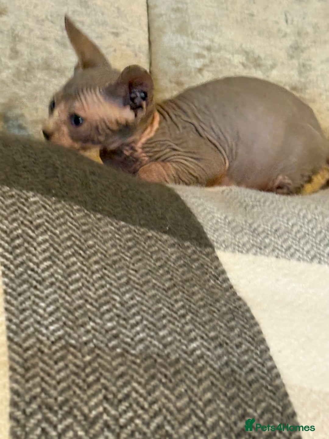 Sphynx cats for sale: Beautiful Sphynx kittens  - Image 1
