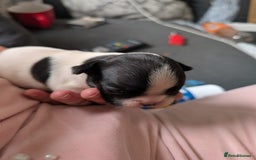 French Bulldog dogs for sale: Frenchie pups for sale  - Image 8