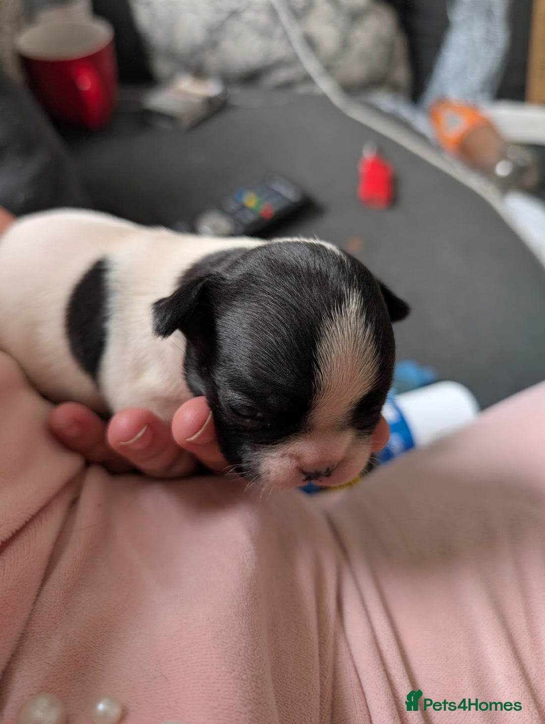 French Bulldog dogs for sale: Frenchie pups for sale  - Image 8