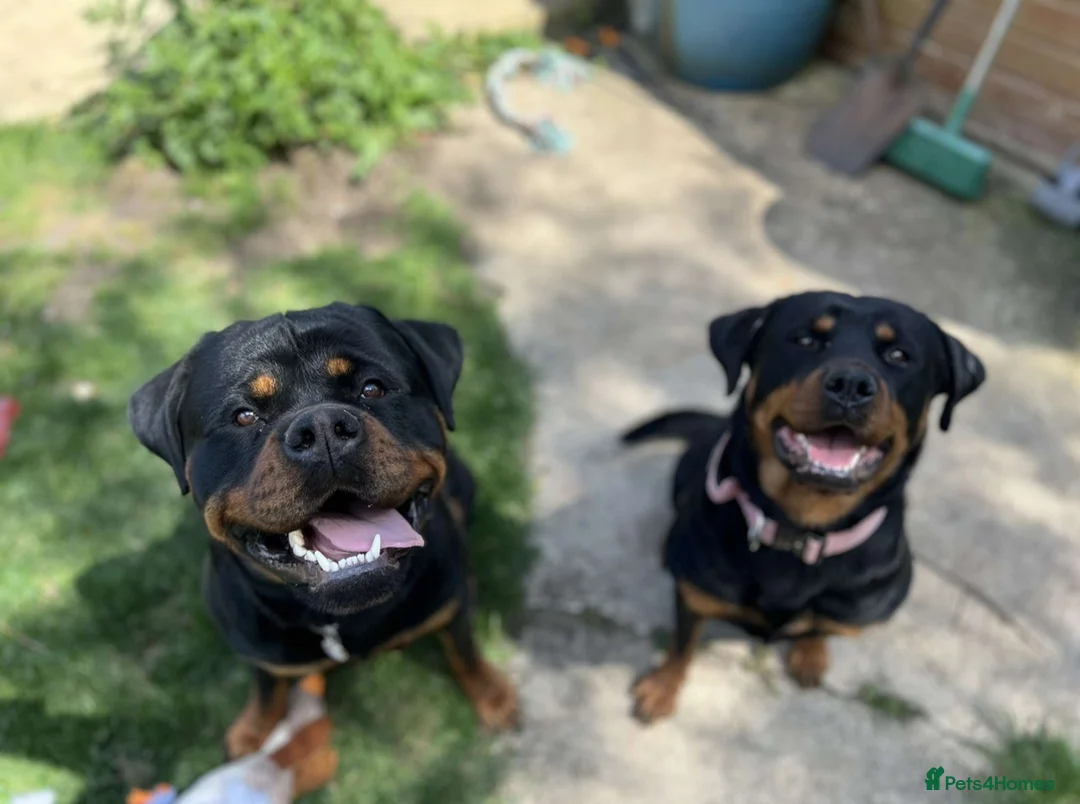 Rottweiler dogs for sale: Rottweiler pups due soon - health tested parents - Advert 2