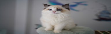 Ragdoll Kitten 1