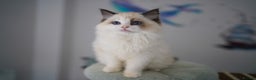 Ragdoll cats for sale: TICA register seal bicolor boy - Advert 6
