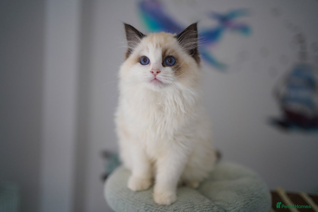 Ragdoll cats for sale: TICA register seal bicolor boy - Advert 6