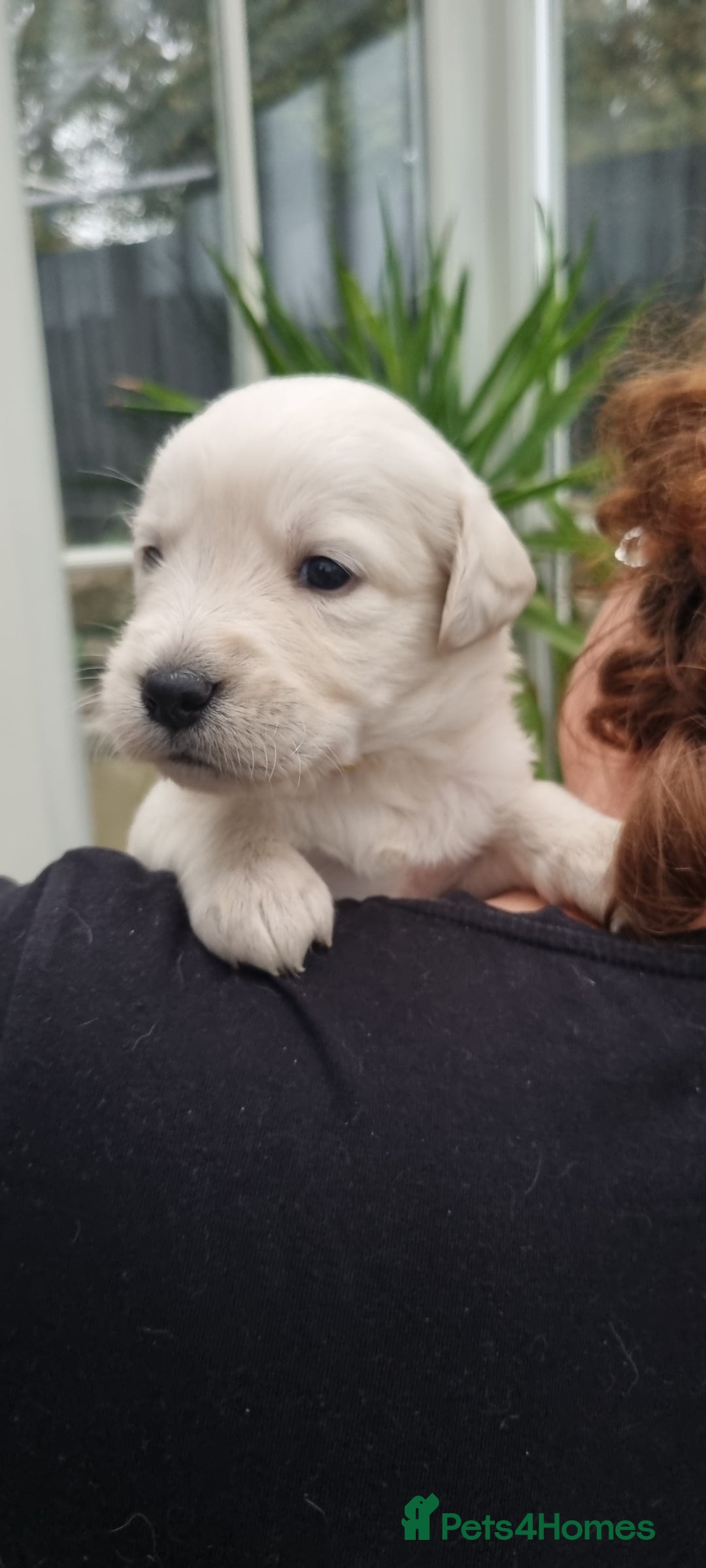 Mixed Breed dogs for sale: Double Doodle puppies  - Image 12