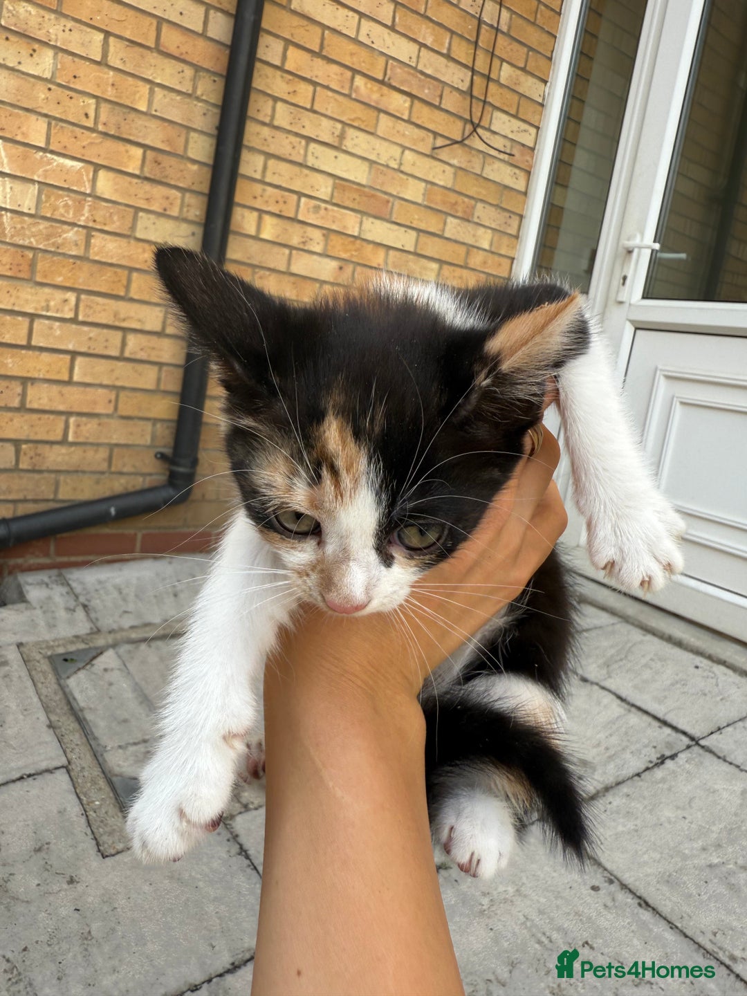 Mixed Breed cats for sale: loved and cared for kittens looking for new home🥹 - Image 31