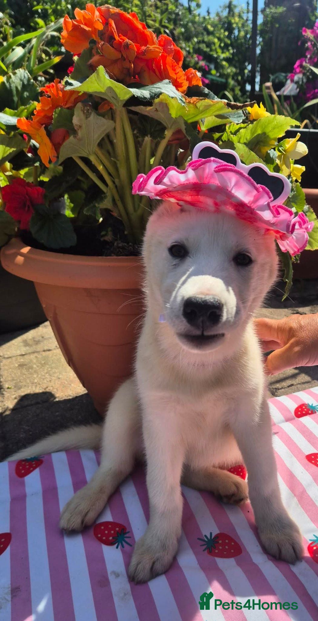 Siberian Husky dogs 2 white female husky puppies. 1st & 2nd Vaccines! - Advert 18